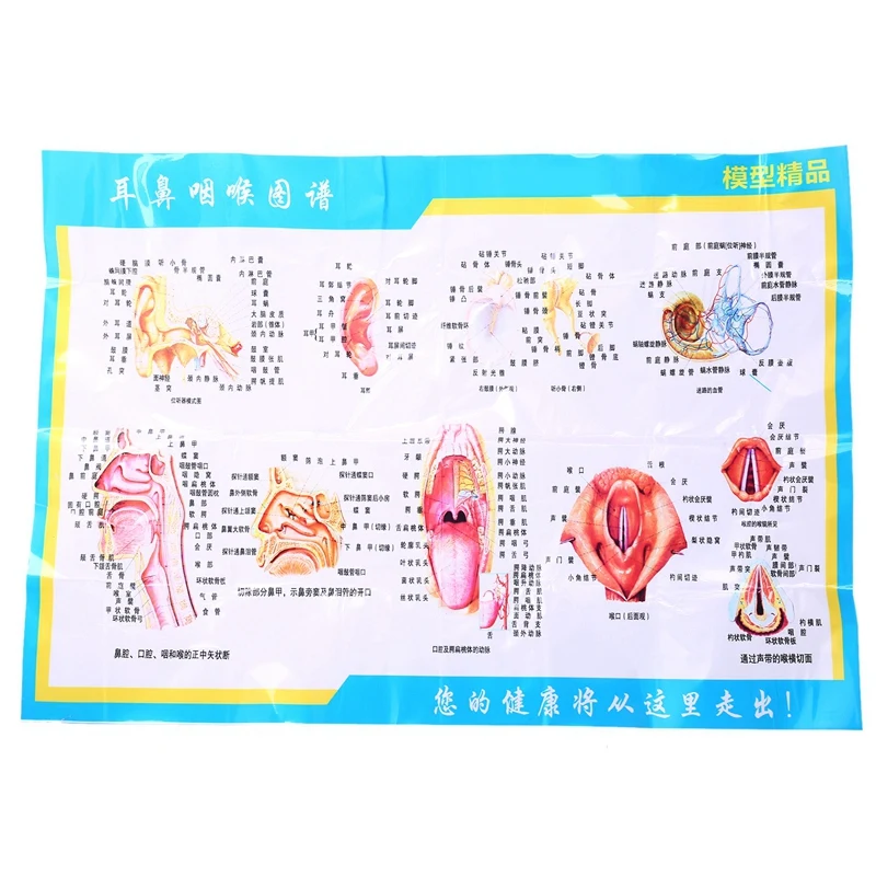 GTBL 1.5 Times Human Ear Anatomy Model Showing Organs Structure Of the Central and External Ears Medical Teaching Supplies