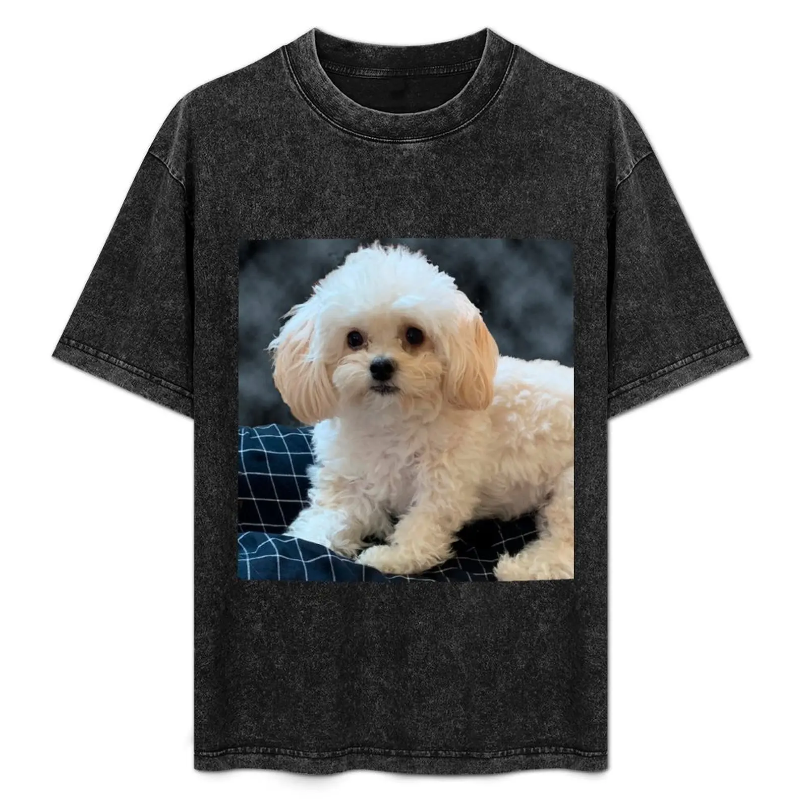 

Maltipoo Love. Beautiful little dog with long silky white hair. T-Shirt High Elasticity Sports Tee Shirt