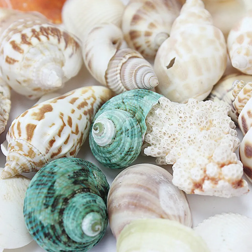 100G Bulk Sea Shells with Holes for Crafting Jewelry Making Natural Decor Ocean Theme Perfect for Gifting