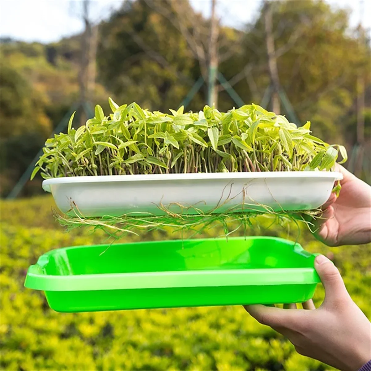 1PC Seed Sprouter Tray  Wheatgrass Sprouting Pot Planter Soilless Bean Culture Hydroponic Nursery Plate Cat Grass Bonsai Seeds