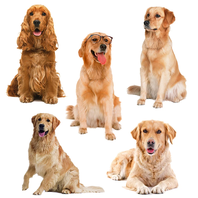 

T399# Golden Retriever Pet Dog Wall Sticker Kids Room Background Home Decoration Mural Living Room Funny Decal