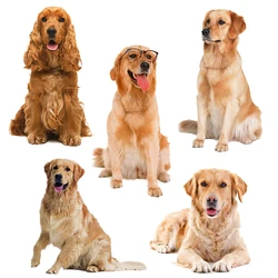 T399# Golden Retriever Pet Dog Wall Sticker Kids Room Background Home Decoration Mural Living Room Funny Decal