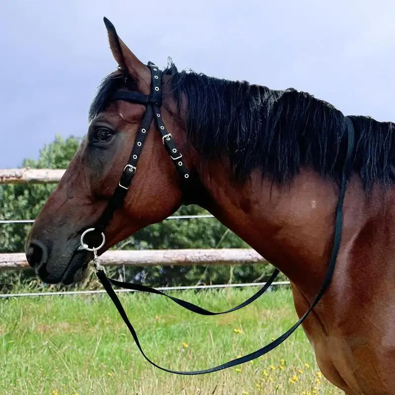 Halter de caballo y cuerda de plomo con 3 hebillas ajustables, coleteros chapados engrosados para entrenamiento, coleteros de entrenamiento chapados en espesor