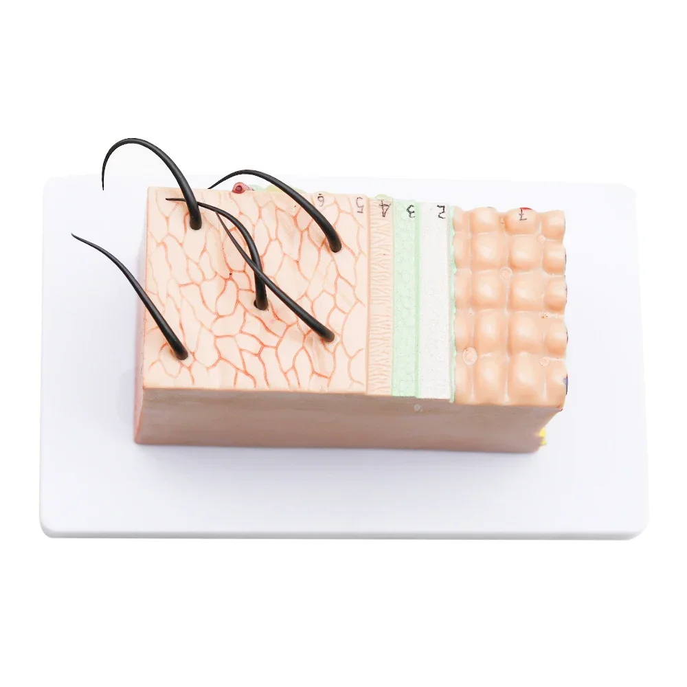 4D Human Anatomical Skin Model 50X Magnify Texture Subcutaneous Tissue Magnification Model with Hair Medical Teaching Aids