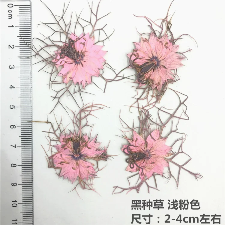 40Pcs Black Seed Plant Specimens, Dried Flowers, Pressed Flowers, Resin-Dried Flowers, Phone Case, Scented Candles, Pressed Flower Art, Photo Frame