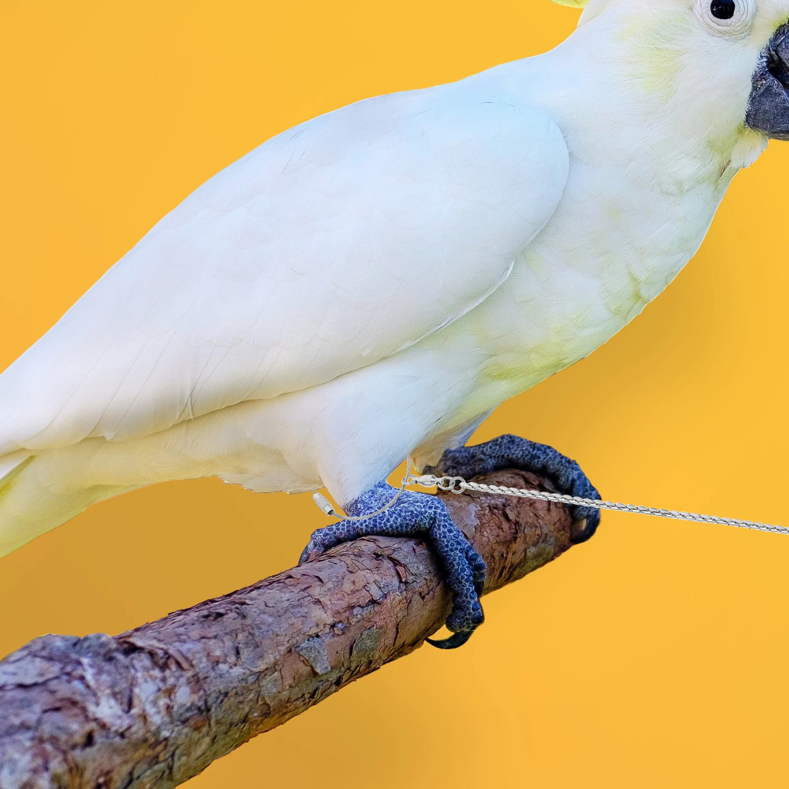 

Stainless Steel Parrot Anklet Durable Bird Foot Chain Metal Leg Leash Safe for Cockatiels Peony Lovebird Pet Supplies