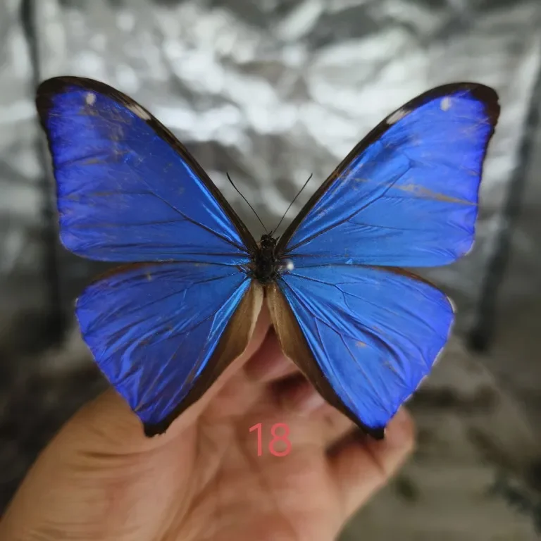 Morpho Didius Real Butterfly Specimens Original Butterfly Winged Animal Specimens Real InsectsValentine's Day Gift Home Decor