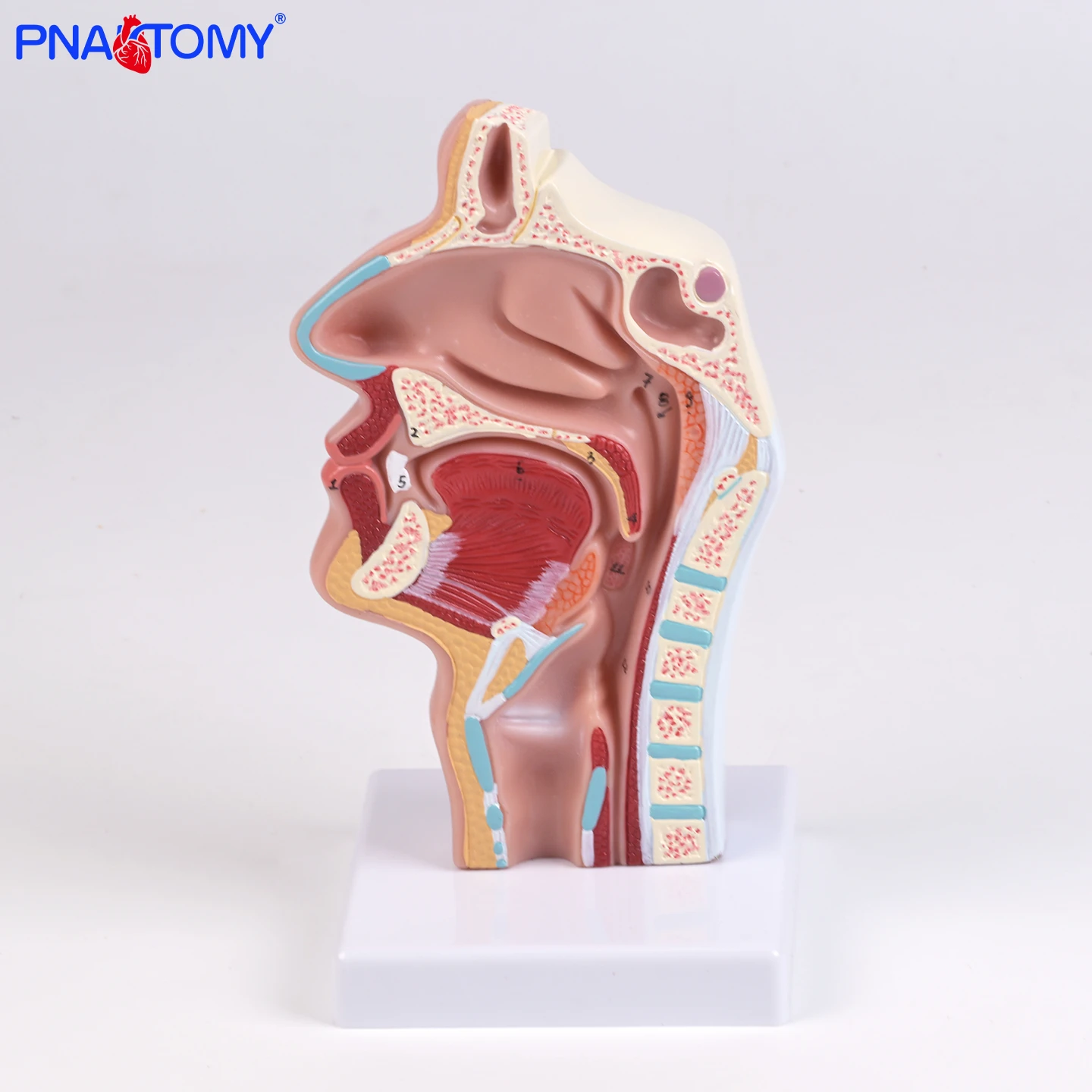 

Anatomical Model of the Head for Teaching Including the Internal Side View of Blood Vessels and Nerves of the Nasal Cavity