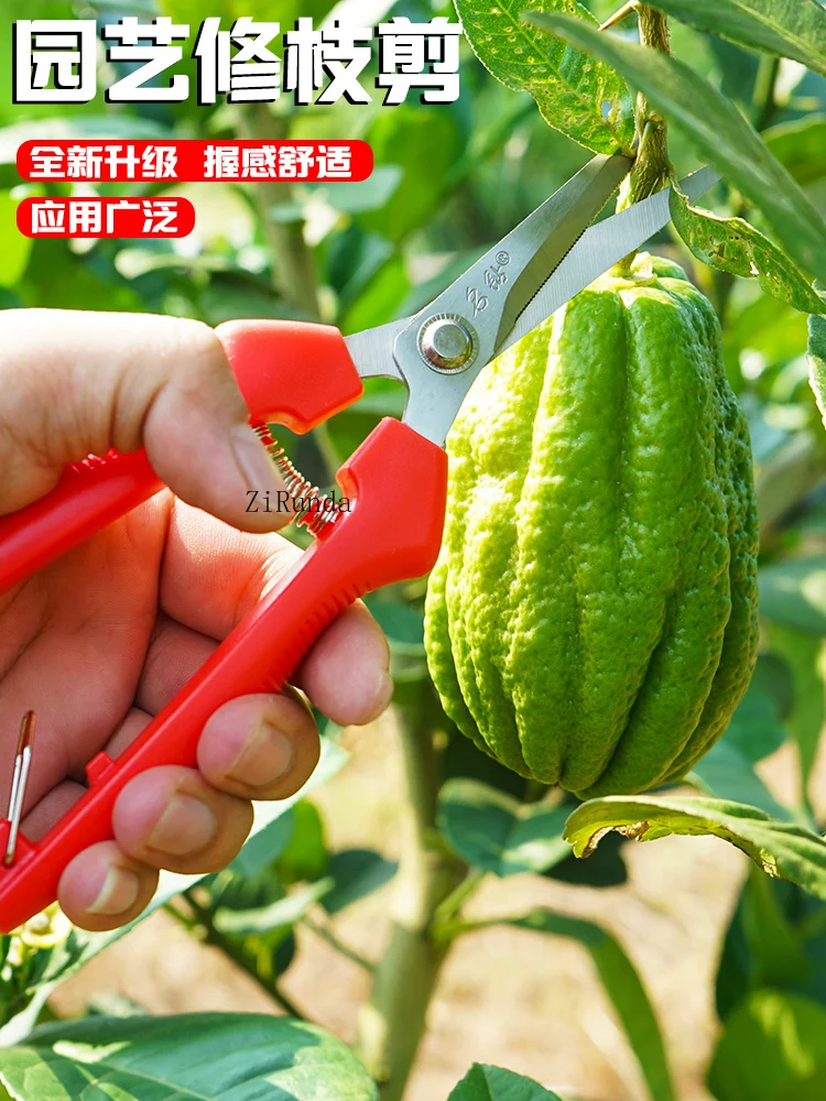 ~Household fruit picking scissors, scissors for picking oranges, special fruit pruning branches and flower pruning tools