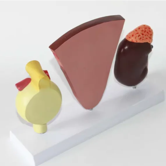 3Pcs Kidney and Urinary System Model Adrenal Gland Nephron Model Glomerular Renal Anatomy Model Kidney Cross Section