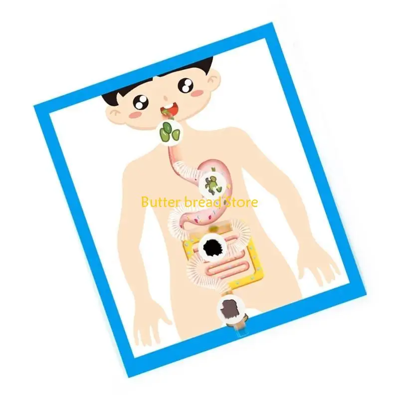 W89C Educational Digestive Anatomy Model Learning Tool para crianças estudantes 6＋