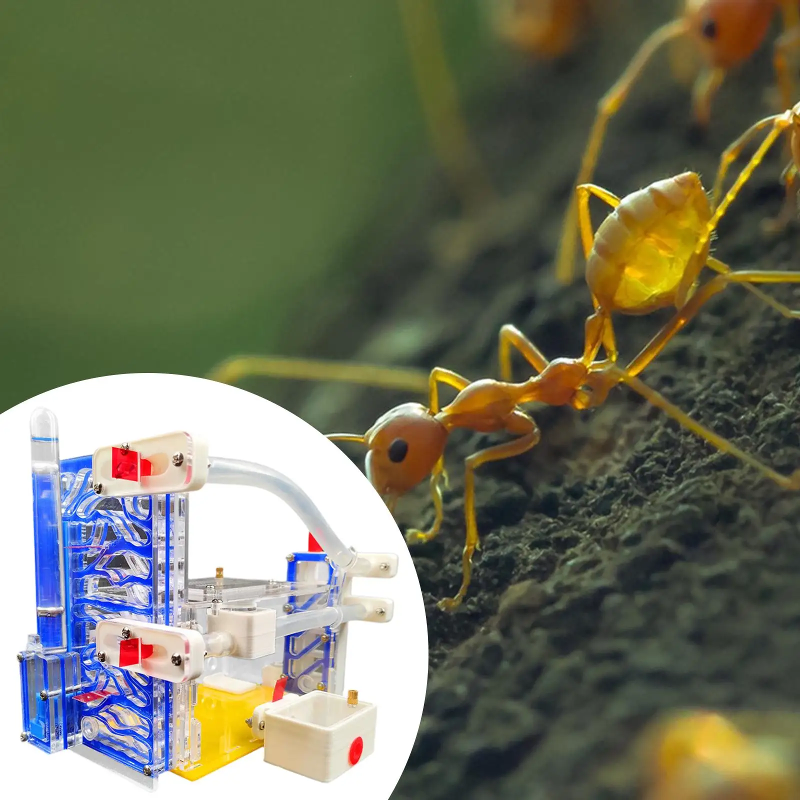 DIY アリファームの巣 給餌エリア付き 観察教育 子供 大人 生息地 科学学習キット アリ観察ハウス ヴィラ
