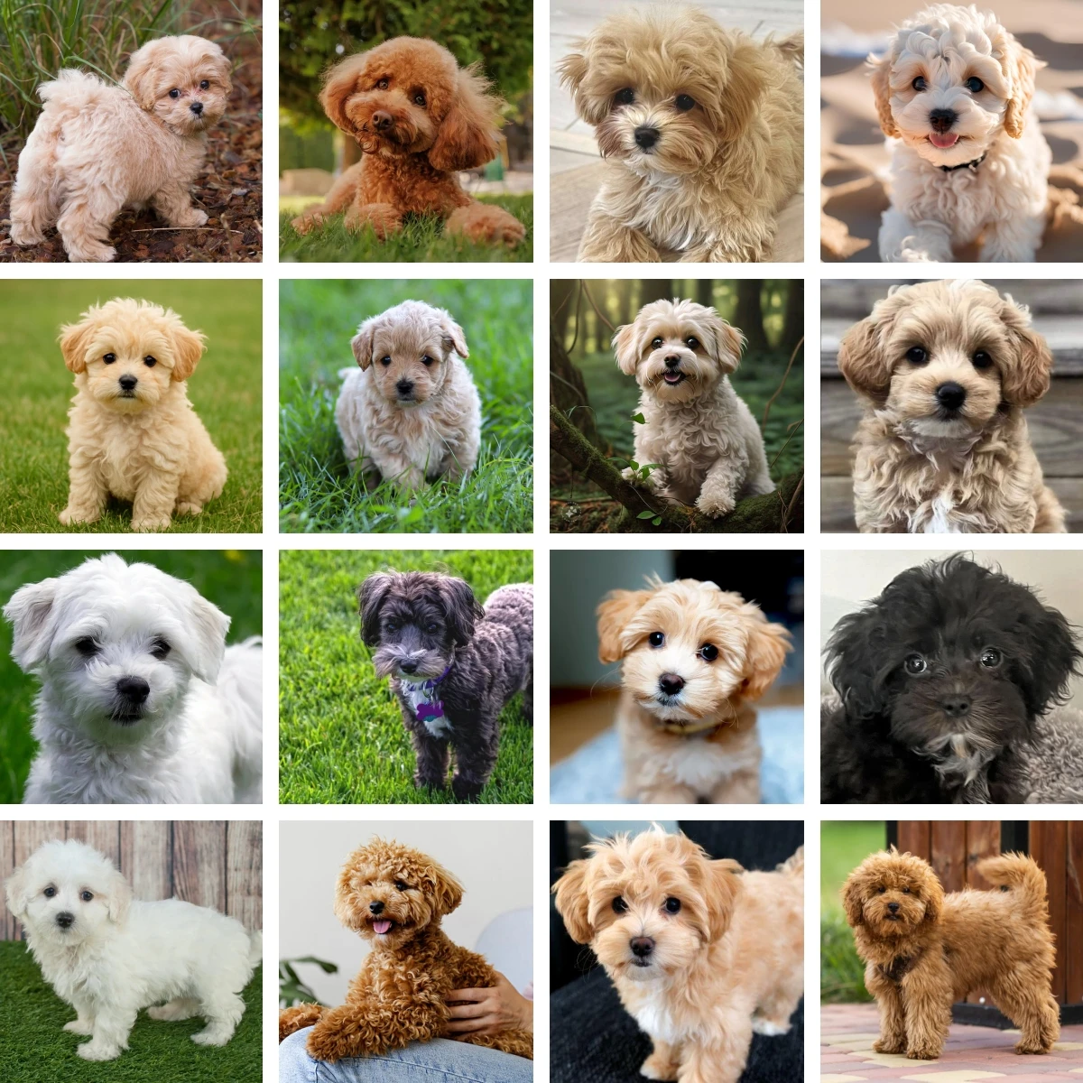 Pintura de Diamantes Mosaico de Perro Maltipoo, Novedad 2026, Bordado de Diamantes, Punto de Cruz, Decoración para Cocina, Oficina, Habitación, Regalos para Mascotas