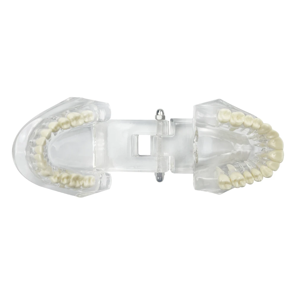 Adult Permanent Teeth Transparent Dental Teaching Model Two Color Optional for Dental School Learning Demonstration