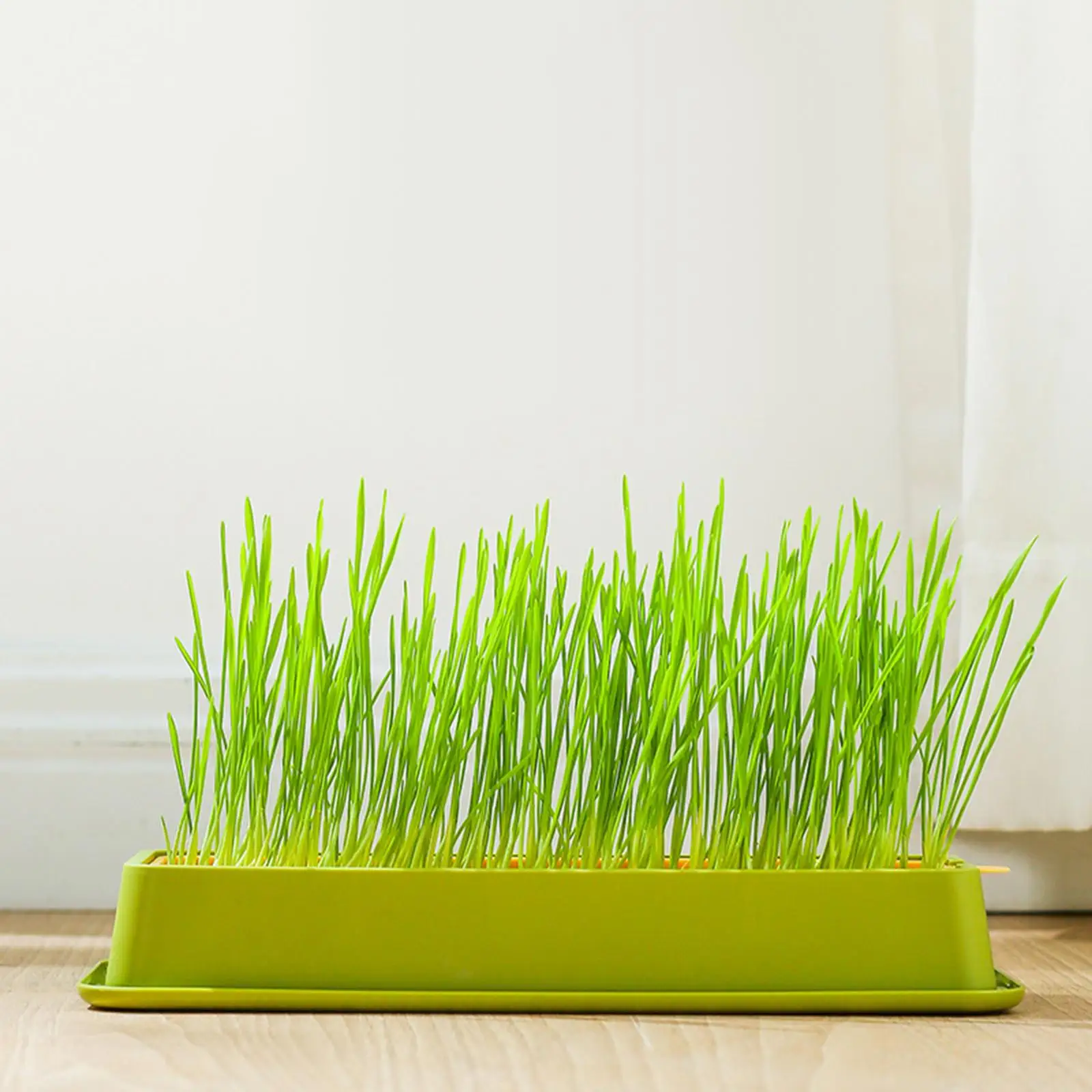 Cat Grass Growing Tray with Separate Handle for Easy Clean Seed Sprouter Tray for Indoor Outdoor Hydroponic Wheatgrass Bean