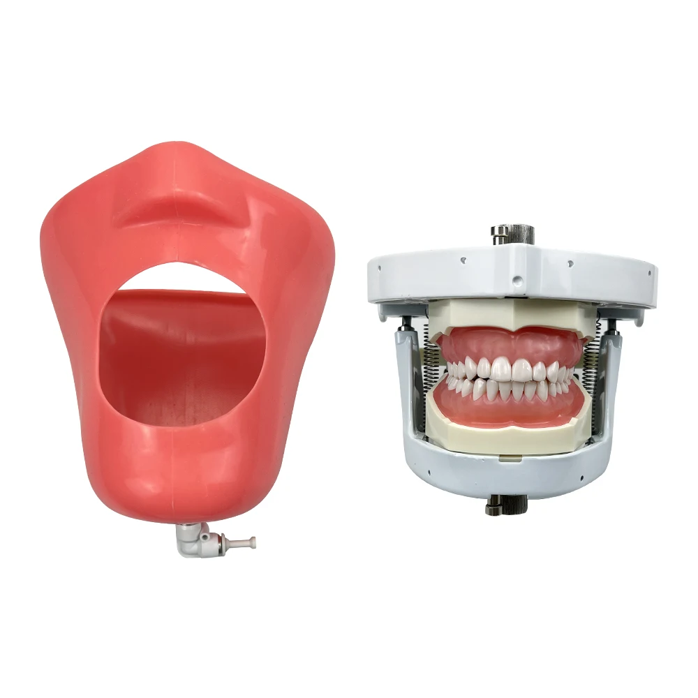 YTYIN entrenamiento modelo fantasma simulador maniquí con dientes para enseñanza práctica estudio equipo