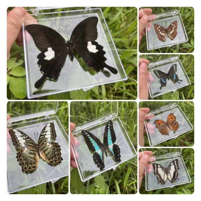 Real Butterfly Specimen Insect Home Decor Photo Frame Desk Decoration Figurines Birthday Gift Teaching Training