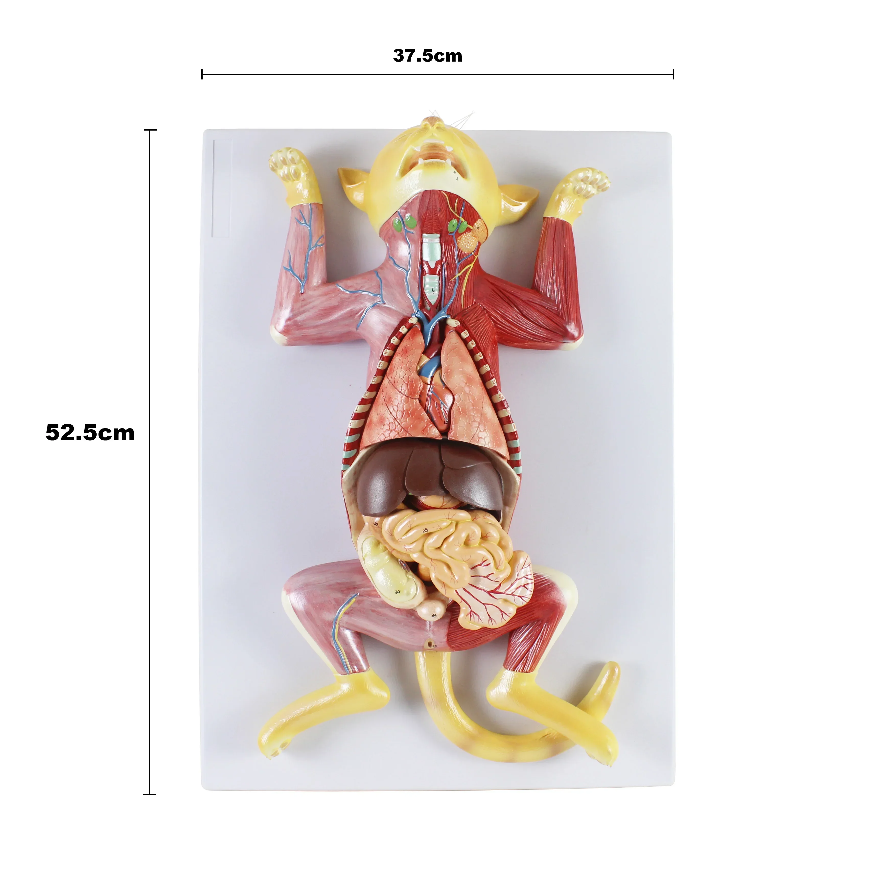 Good quality lowest price biology teaching 3d animal cat skeleton feline organs anatomy model