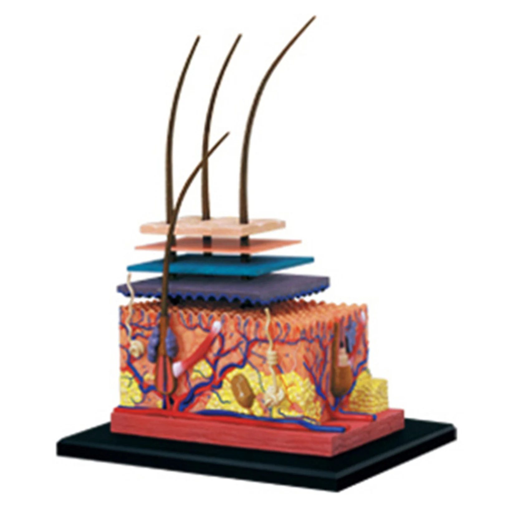 3X 4D Human Skin Model Hair Organs Assembling Puzzle Model Teaching Model Manikin Science Anatomical Model