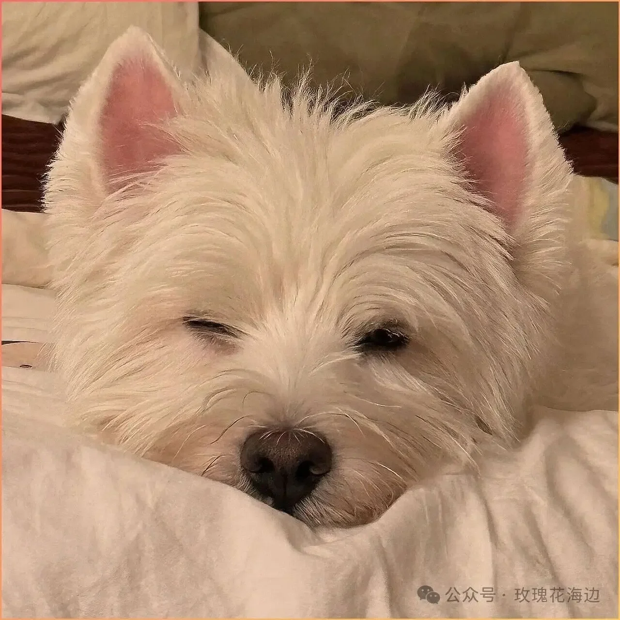 car-cquartz-skin-50ml-ppf-rivestimento-in-vinile-nano-con-protezione-uv-per-veicoli-rivestiti-con-pellicola-vinilica-resistente-ai-raggi-uva-e-uvb