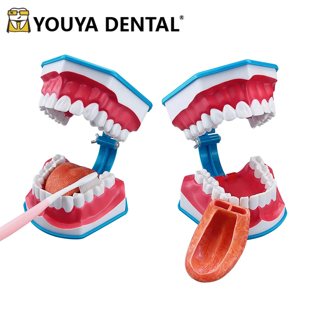 

Standard Dental Brushing Model Brushing Teaching Model for Dental Practice Studying Oral Medical Educational Models