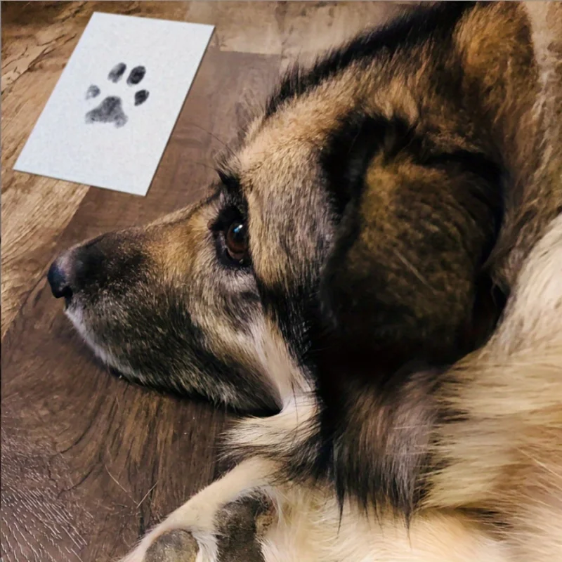 The pet paw print kit comes with1An ink pad and2Halloween Baby Footprint and Handprint Card Thanksgiving and Christmas Gift view 3