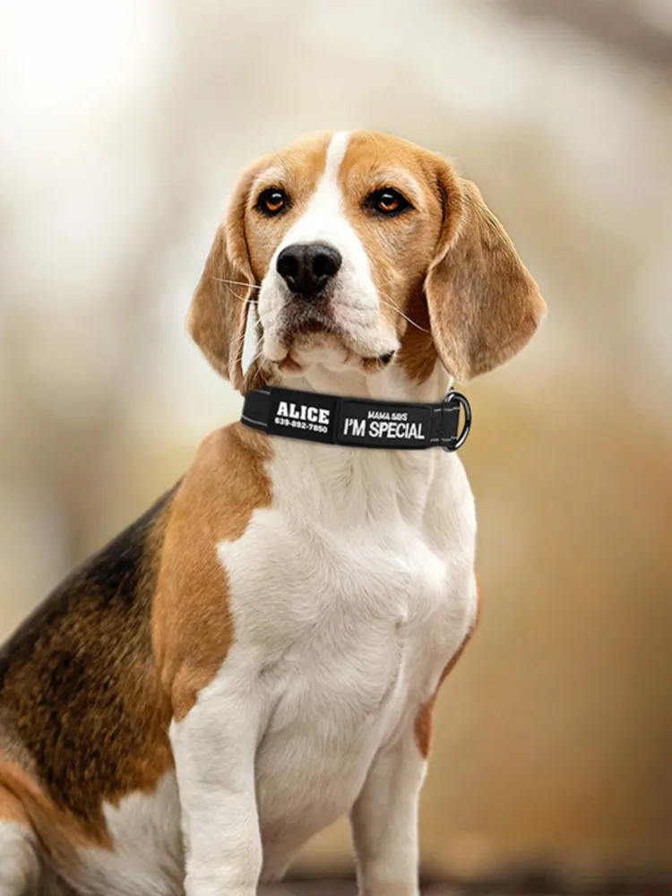 Collier militaire en nylon pour chien, personnalisé, anti-perte, impression gratuite du nom du chien pour l'entraînement et la chasse