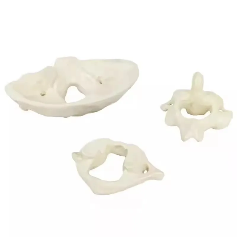 Medical Human Cervical Spine Anatomical Model Occipital Bone Model Detachable Study Display Teaching Medical Model