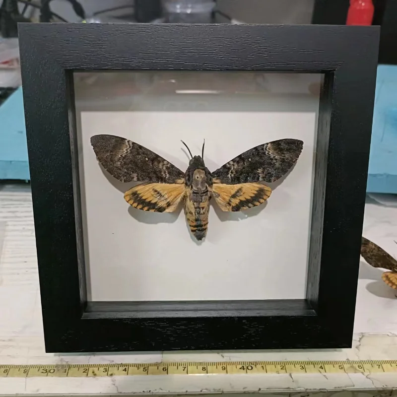 Acherontia lachesis real moth specimen real insect frame home decoration statues for decoration home decoration accessories