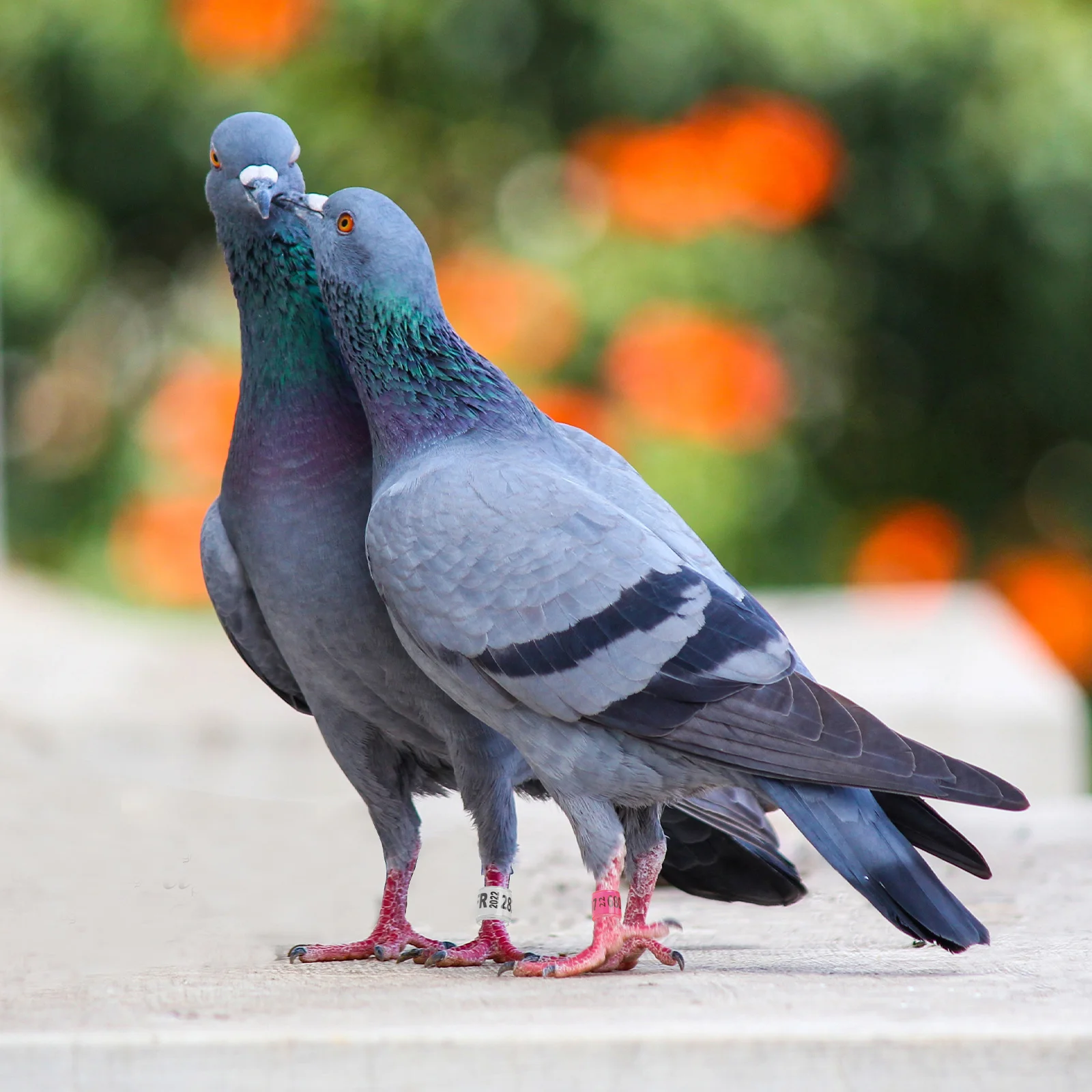 

100 Pcs Aluminum Colorful Identification Rings Durable Bird Leg Pigeon Racing Marker Bright Colors Pet Supplies