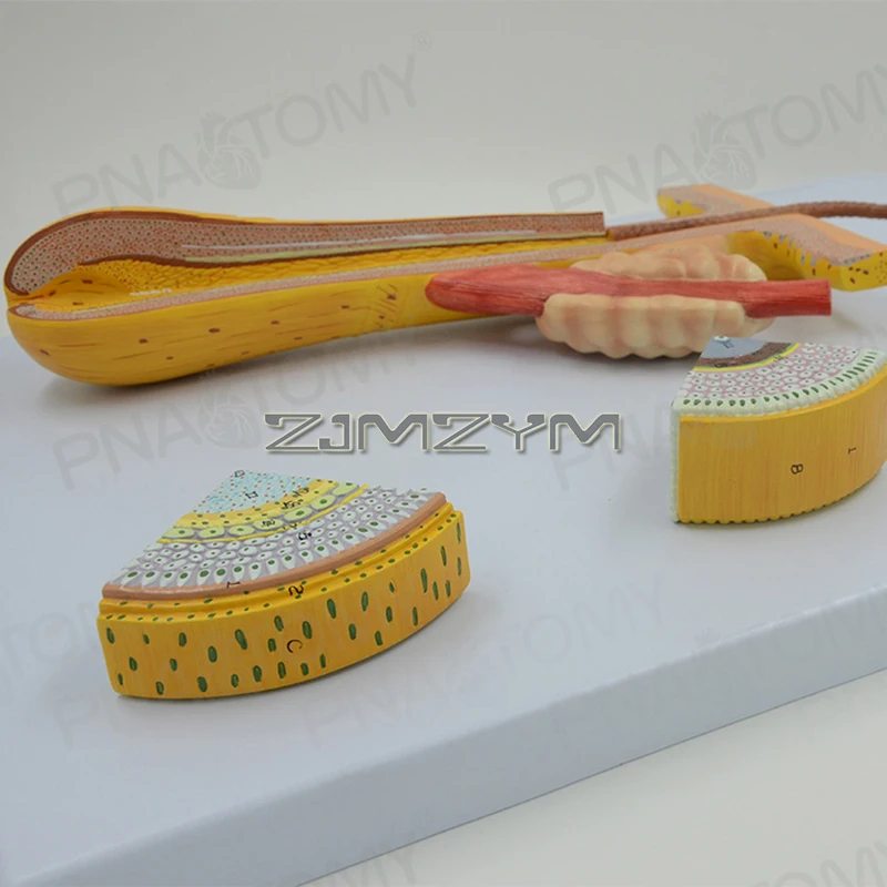 Skin Model, 700X Enlarged Anatomical Model Magnified Tissue Structure Model Horphology of Hair & Hair Follicle for Science