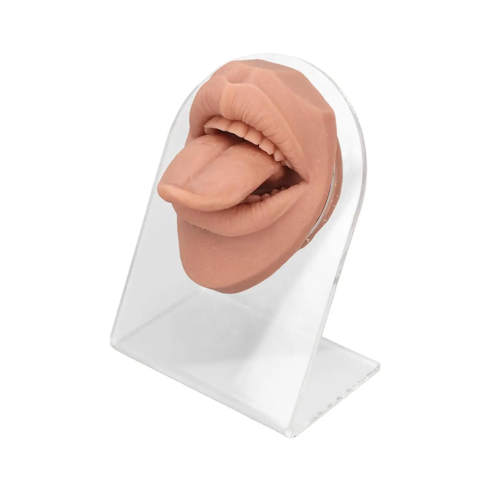 

Silicone Tongue Mouth Model Flexible Reusable with Display Stand Human Mouth Tongue Model Piercing Practice Body Parts