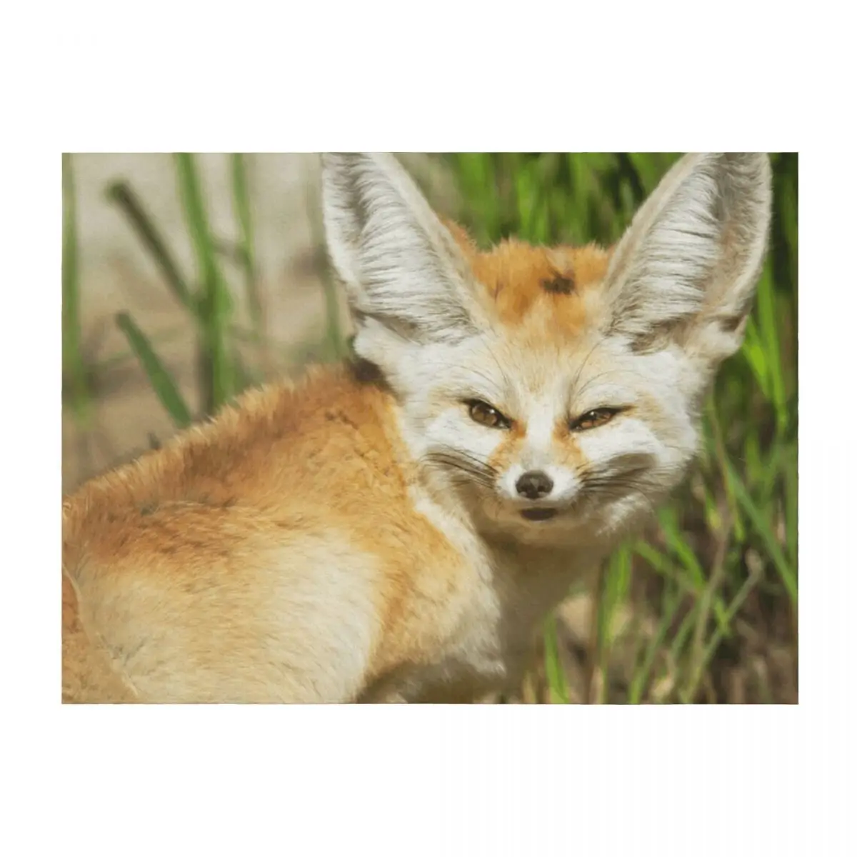 

Fennec Fox Throw Blanket Decoratives Tourist Bed Fashionable manga Blankets