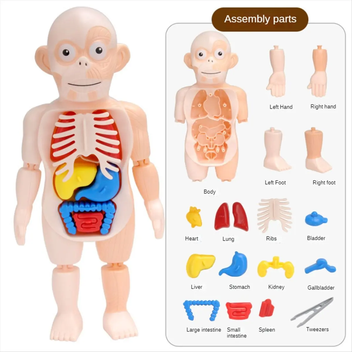 N82R Anatomy Skull Model, Human Anatomy Skull Puzzle, Detachable Mini Human Medical-Skull Model,Human Organ Model