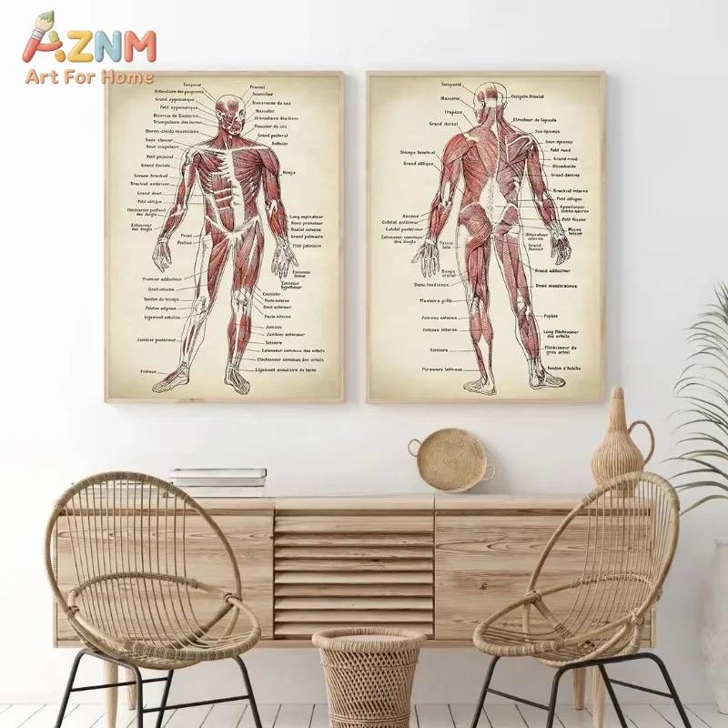 Human Anatomy Print Canvas Painting Muscular System Chart Retro Wall Art Poster Anatomical Medical Cuadros Decor Picture