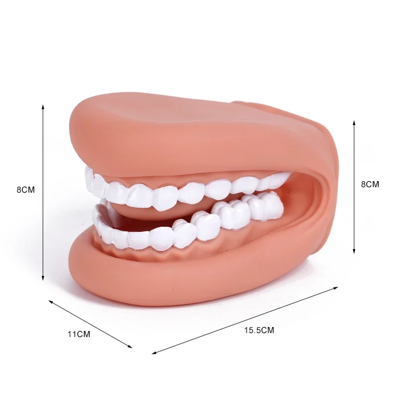 

3Pcs Dental Mouth Hand Puppet with Tongue Silicone Teeth Model Mouth Simulator for Speech Therapy Dentist Learning