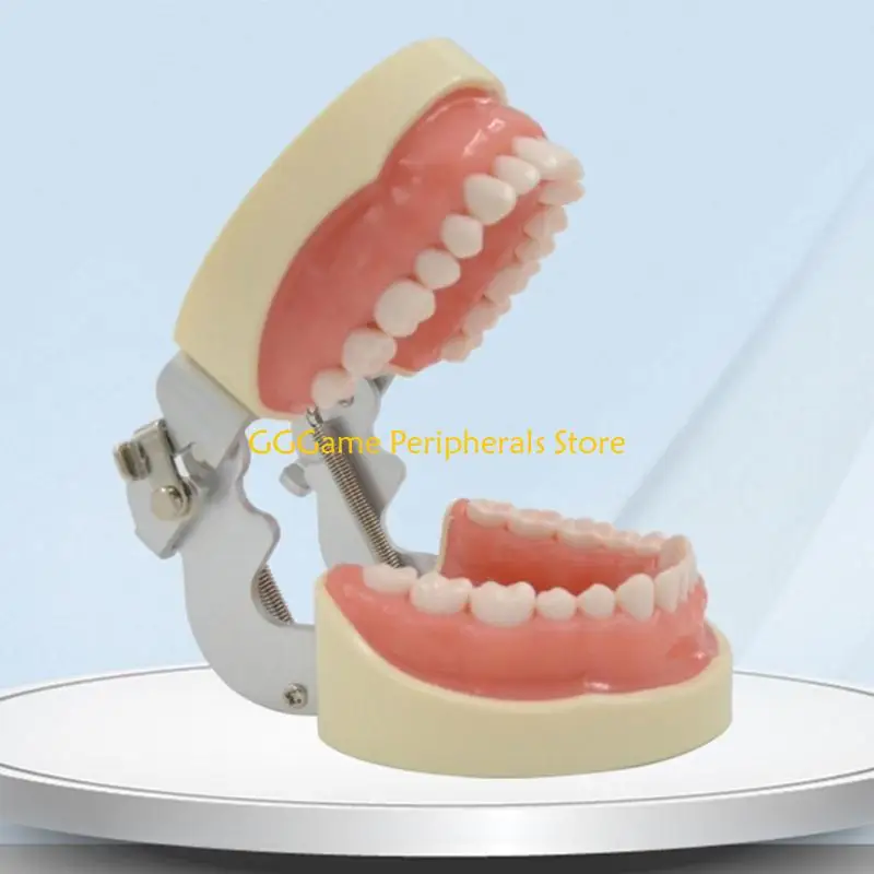 U55B Dental Typodont Teeth Model Dental Practice Typodont Model with 32 Removable Teeth for Teaching, Study Anatomical Model