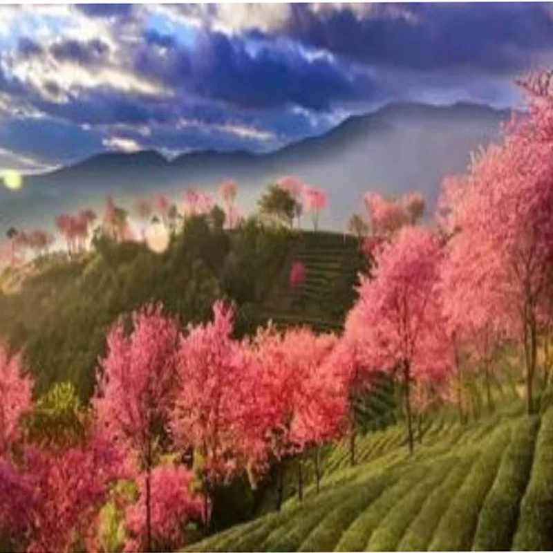 HGLRC Thor 1S Ladegerät V2 6 Port Max 65W für PH2.0 MX2.0 A30 BT2.0 Stecker 4,2V 4,35V LIHV 1S LiPo Akku