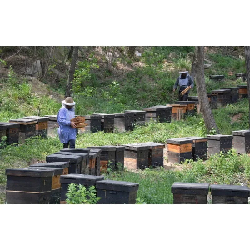 Plastic Self-Flowing Hive Frames – Compatible with Flow Hive, Automatic Honey Harvest SystemGoods in stock