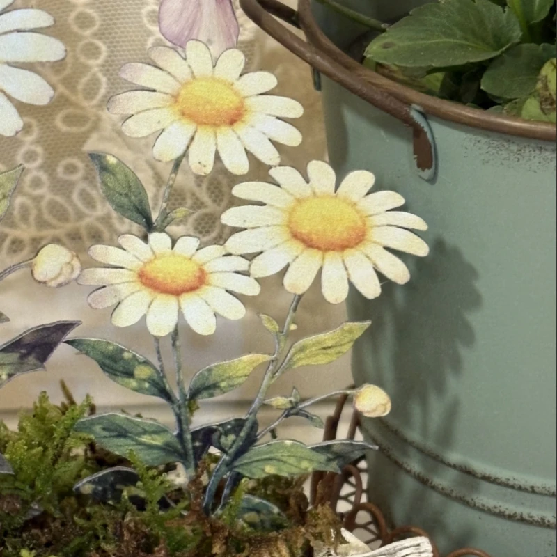 JUSTINLAU Daisy Bonsai Jardina - Bonsai Garden Photos avis et prix