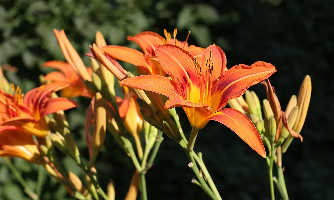 144 Uds. Semillas de Hemerocalis Naranja y Amarillo, Flor Vivaz Resistente de Larga Floración para Jardín, Bordes y Macizos