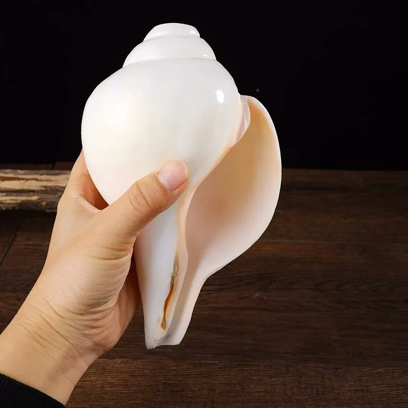 Nepal White Sea Conch Buddha Left Handed Organism Right Handed Hand Carved Five Sided Buddha Shakyamuni Buddha Offering Set