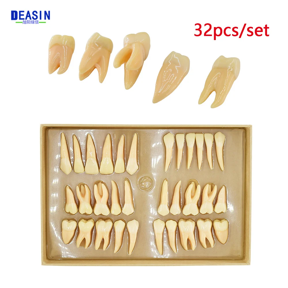 32pcs/set Dental Teeth Model Resin 2.5 Times Permanent Tooth Model Simulation Isolated Dentist Teaching Odontologia Models