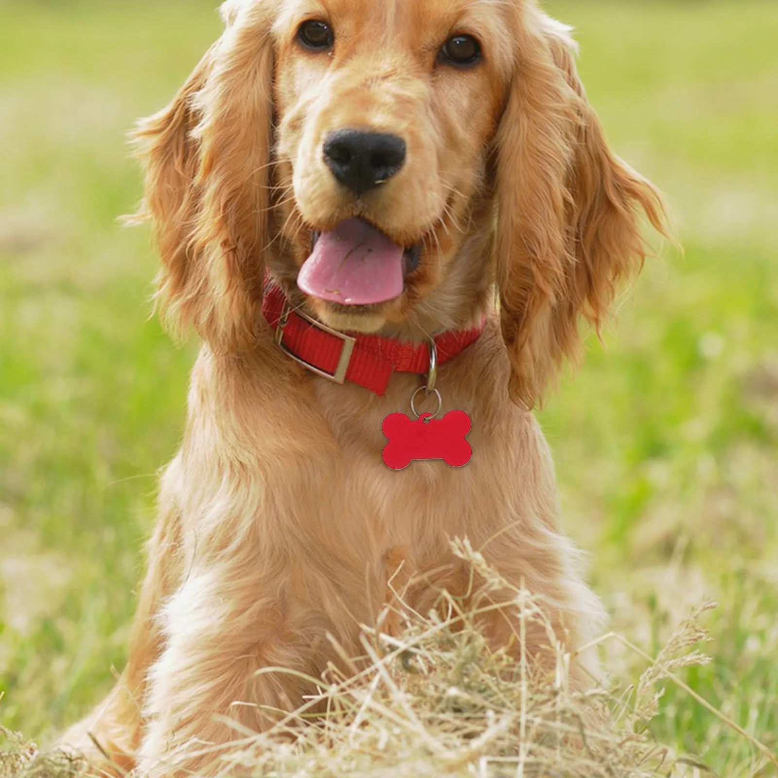 

50 шт., бирки с именем собаки, пустые идентификационные бирки из алюминиевого сплава, маленькая костяная форма, выгравированная бирка для ошейника для домашних животных, идентификационная бирка для собак, подвески из алюминиевого сплава