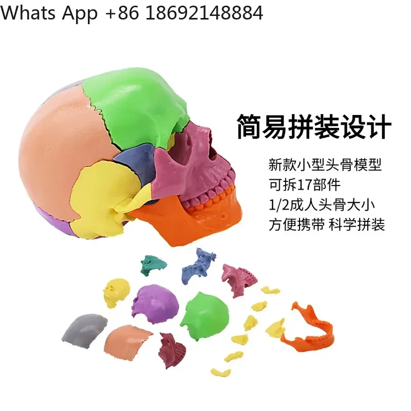 Split Unloadable 17-Part 1:2 Human Color Skull Model for Anatomy Education and Training
