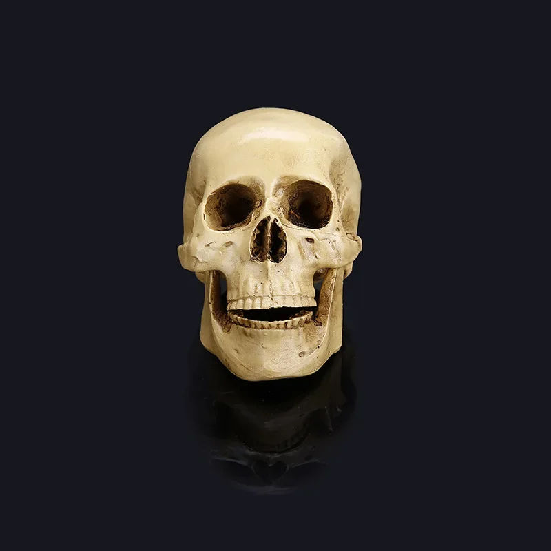 Skull Model of Human Head Anatomical Model Medicine Skull Human Anatomy Anatomical Head 11x8.5x6.5cm