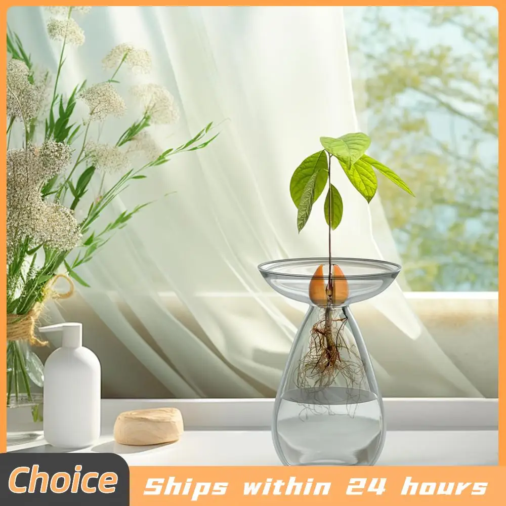 Plant Propagation Station Transparent Glass Avocado Tree Flower Vase Glass Planter Gardening Lovers Home Decor
