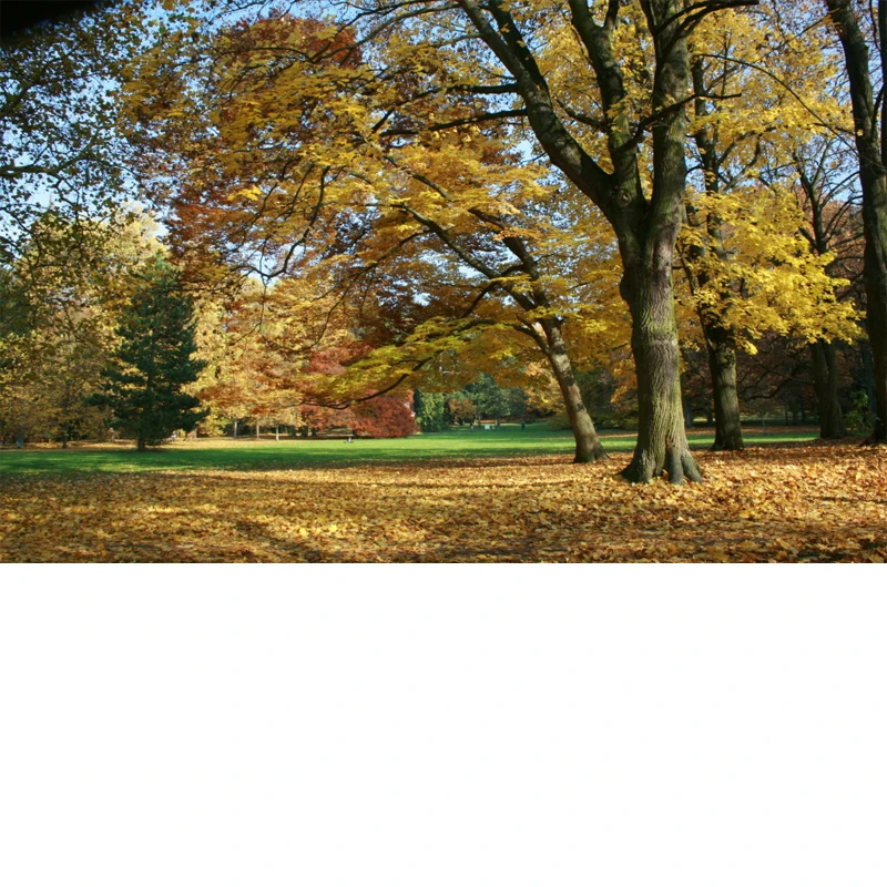 

Adjustable 5Pcs Sectional Front Spoiler Lip For BMW 4 Series F32 F33 F36 2013-2020 Front Bumper Splitter Sport Body Kit