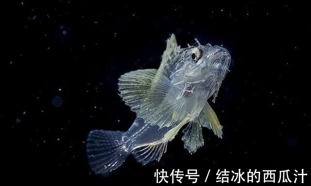 40cmミニカーボンファイバーレールロッドテーブルトップビデオカメラスライダー（スマートフォン、デジタル一眼レフカメラ、ソニー、キヤノン対応、最大5kgまで対応）