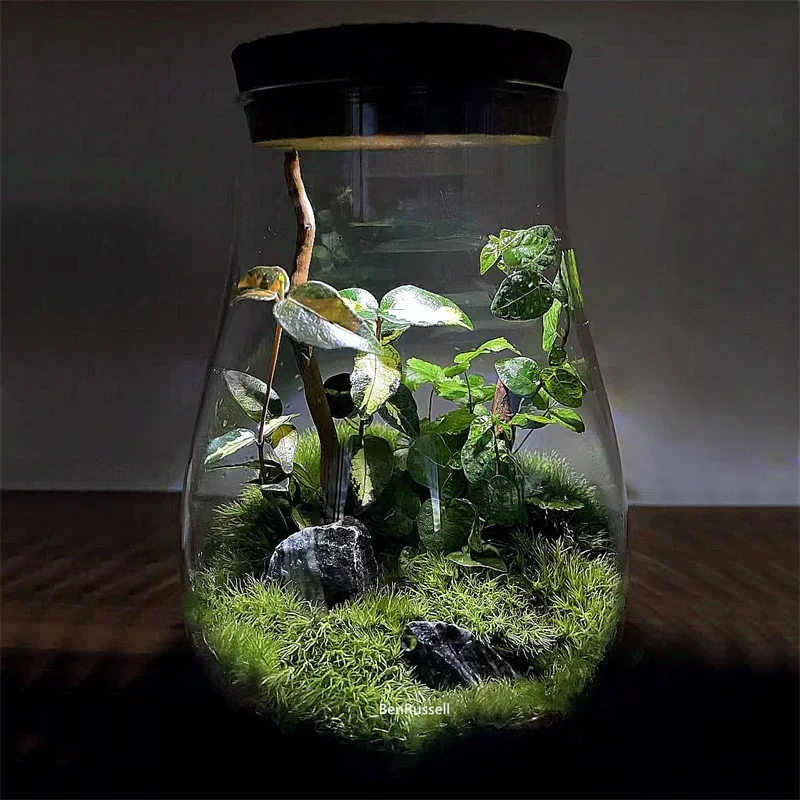 Water Droplets Shape Glass Jars Micro Landscape Ecological Glass Vase with Cork Bryophyte Moss Plant